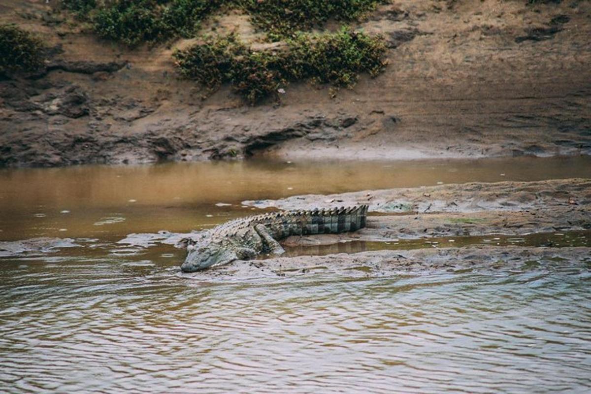 un coccodrillo nell'acqua nell'acqua