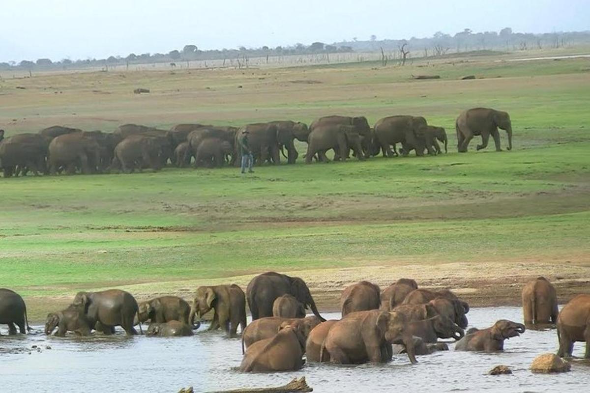 una mandria di elefanti in piedi nell'acqua