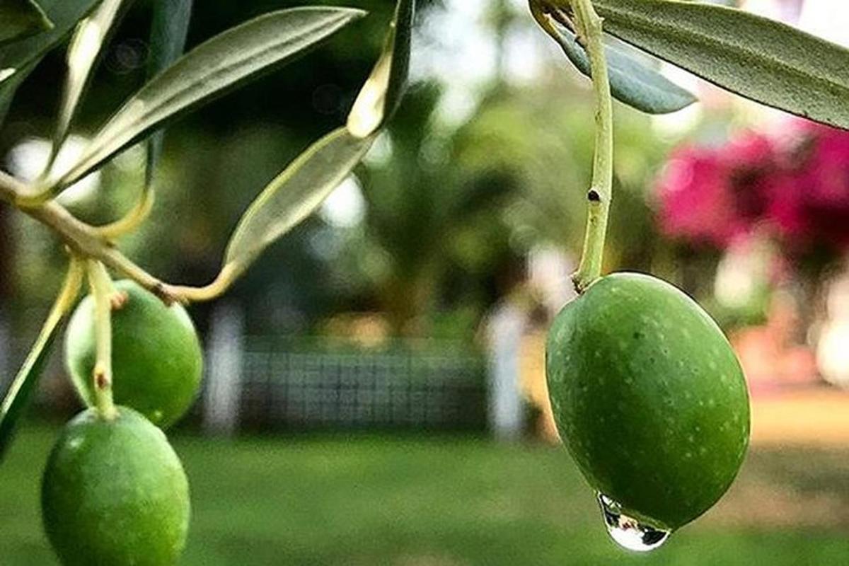 setetes air hujan yang tergantung di dua buah mangga hijau di pohon