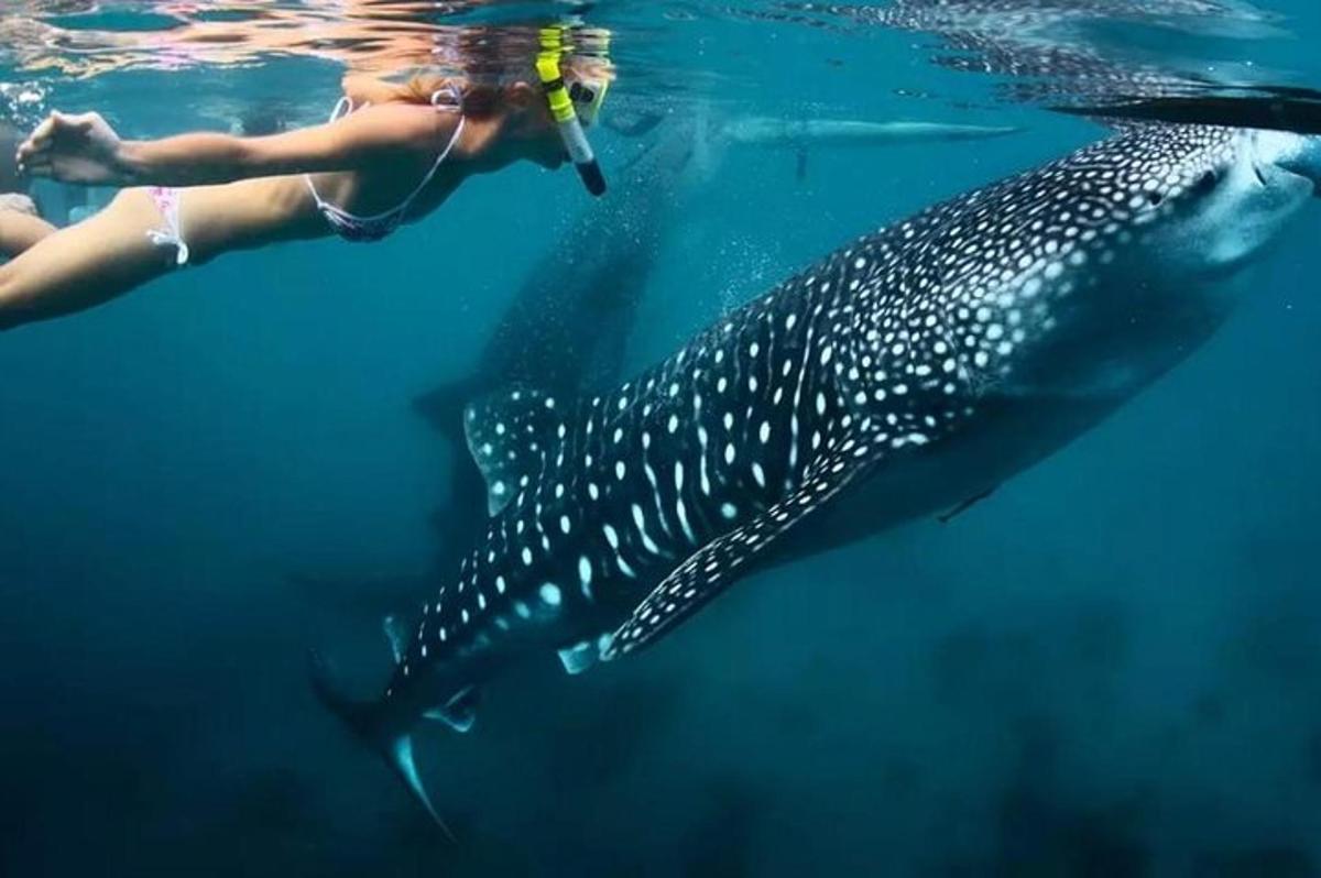 una dona nedant al costat d'un tauró balena a l'aigua