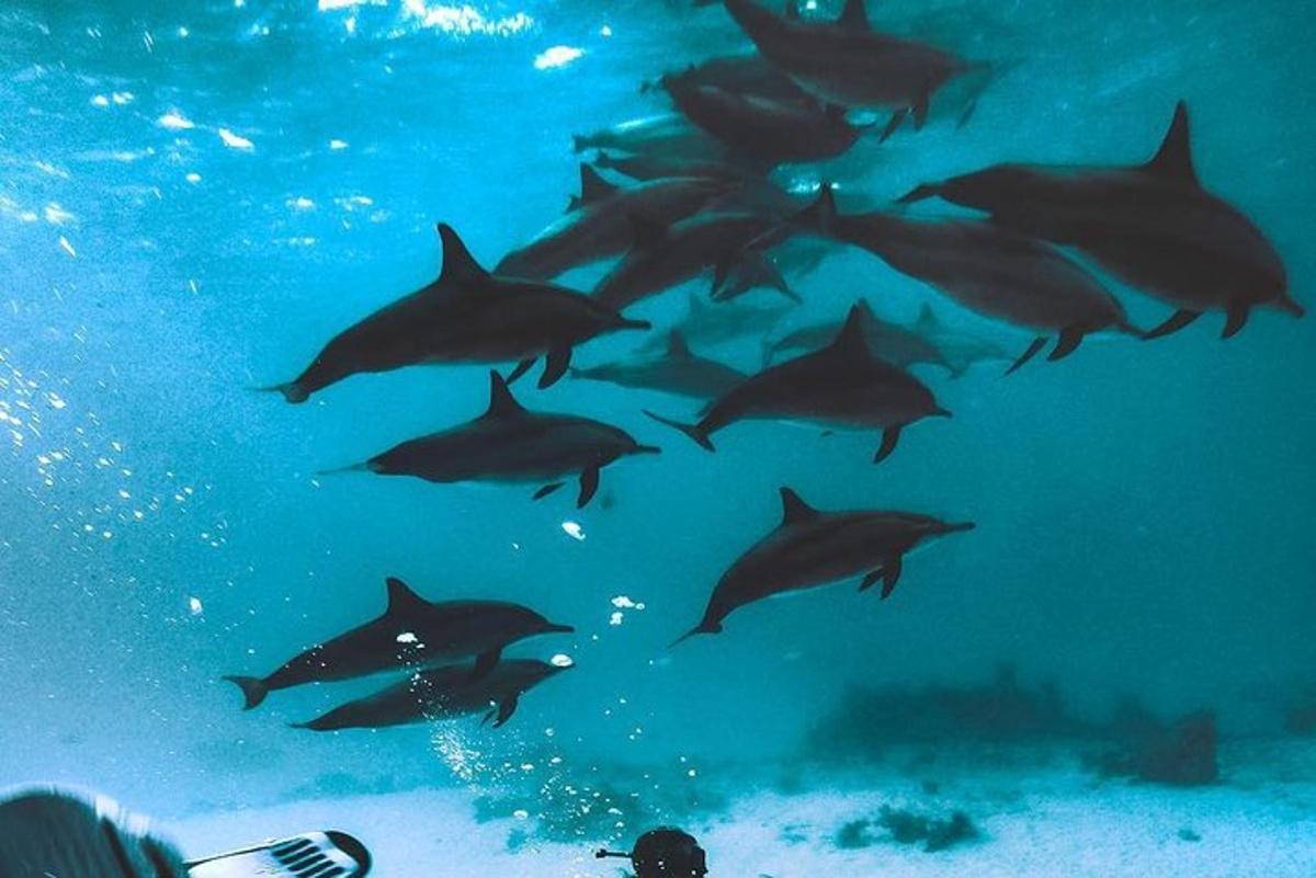 un grupo de tiburones nadando en el agua
