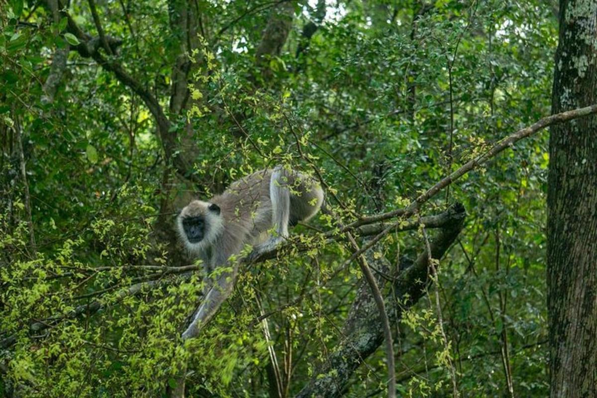 un mico està assegut en una branca d'arbre