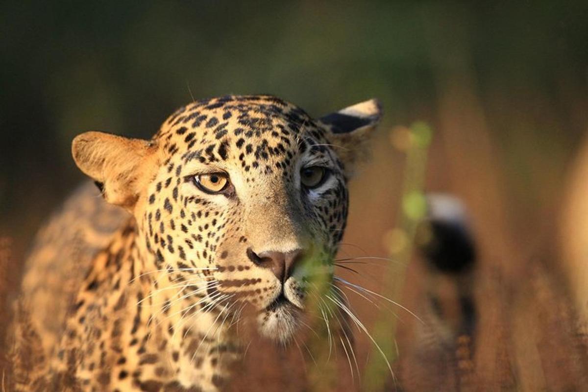 isang close up ng isang cheetah sa isang field