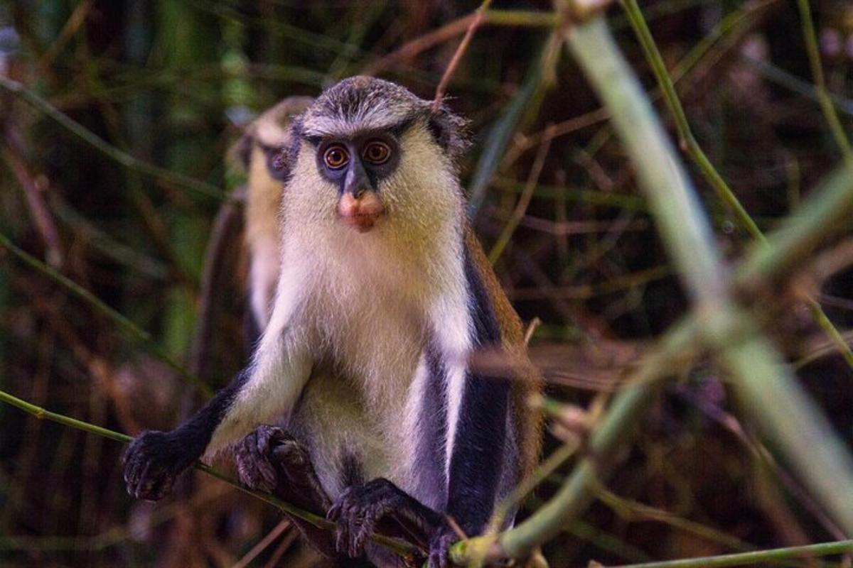 um macaco sentado em um galho de uma árvore