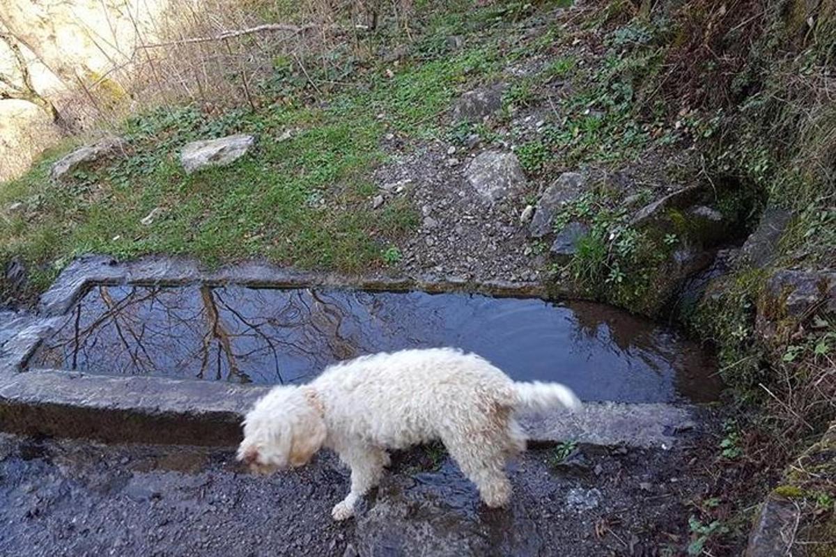 un cane bianco in piedi in una pozzanghera d'acqua