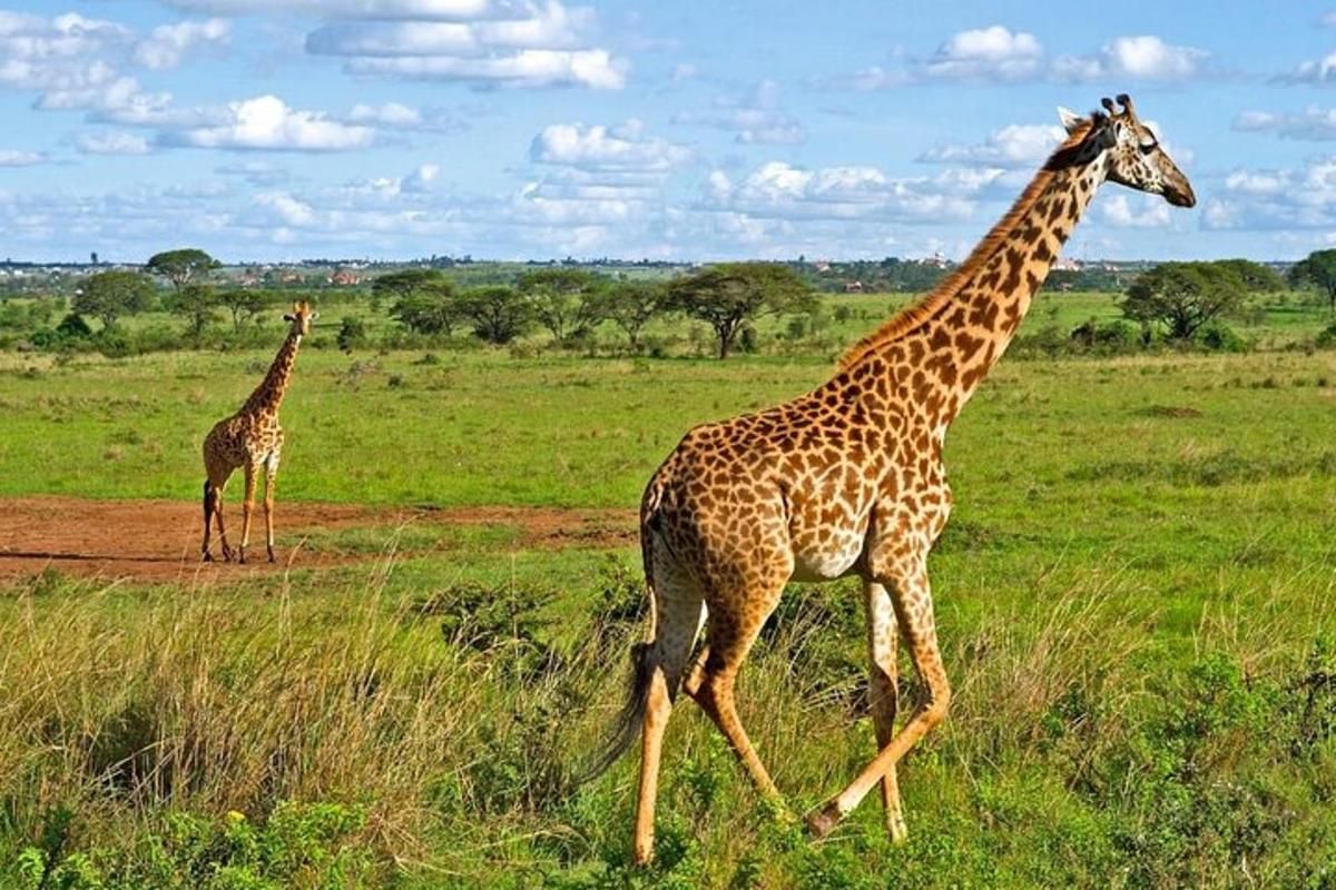 dues girafes caminant per un camp d'herba
