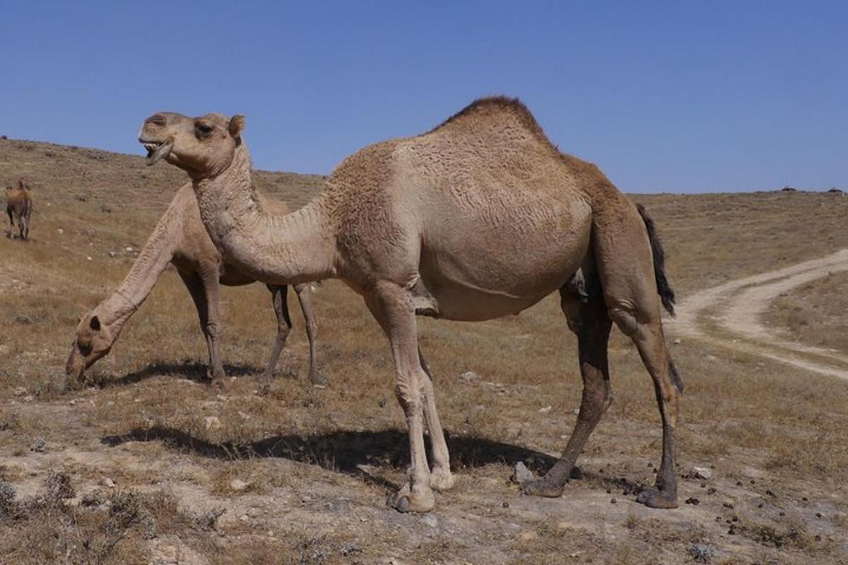 a camel standing on top of a field