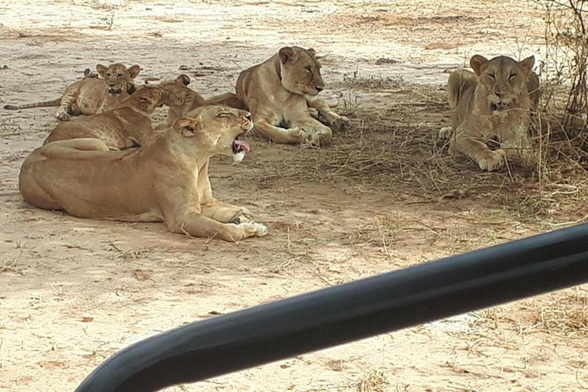 a group of lions laying in the sand