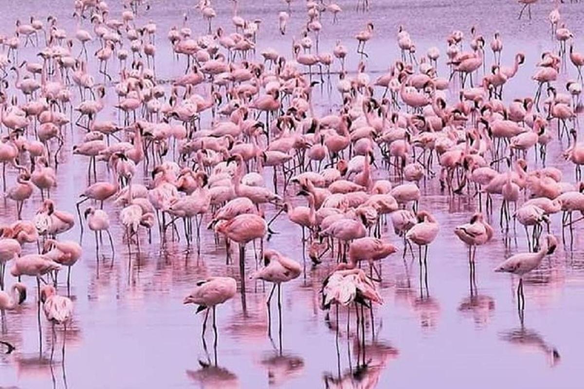un grande stormo di fenicotteri rosa in piedi nell'acqua