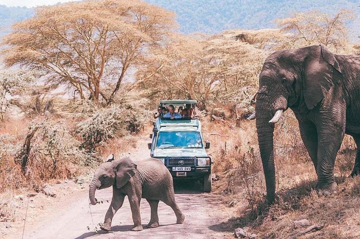 un cucciolo di elefante che cammina su una strada sterrata accanto a due elefanti