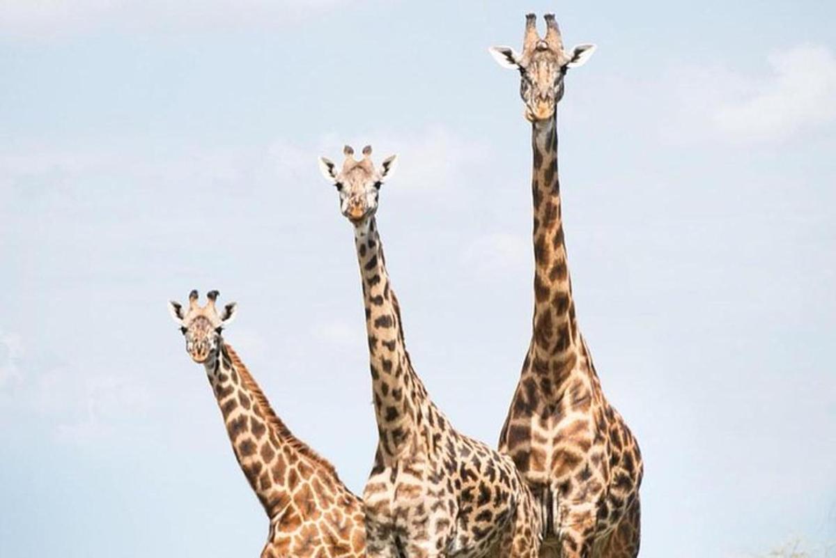 a group of giraffes standing next to each other