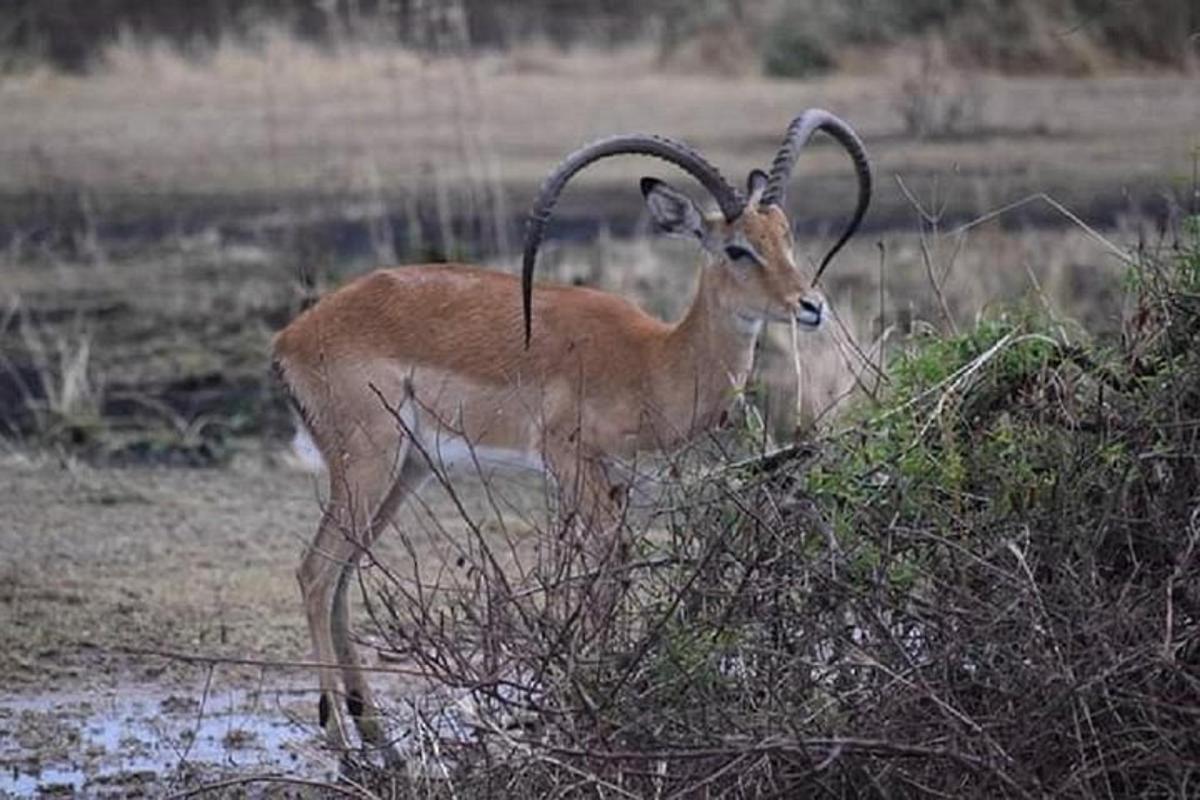 una gazzella con grandi corna in piedi in un campo