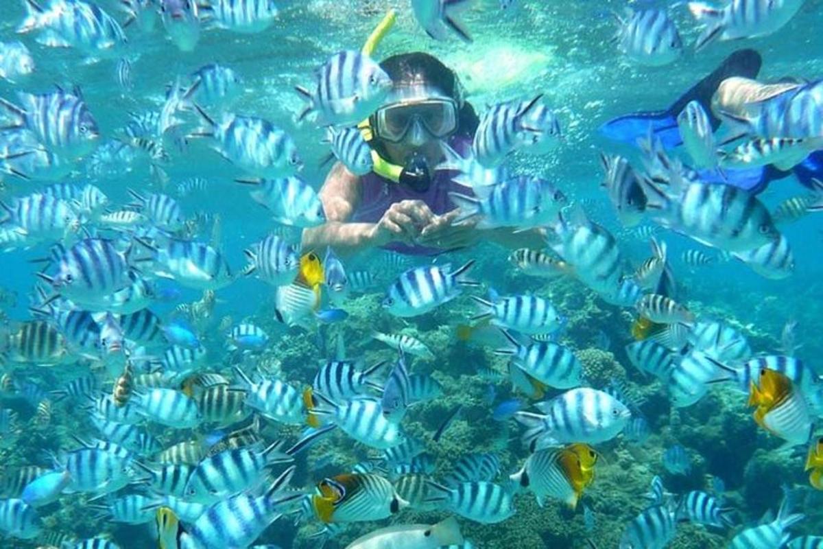un home amb tub d'esnórquel i un grup de peixos a l'aigua