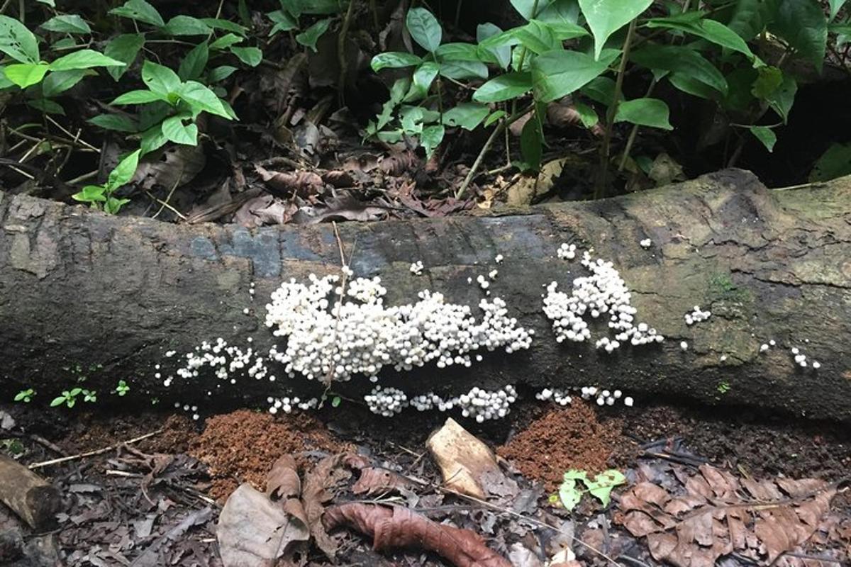 a group of white flowers growing on a tree branch