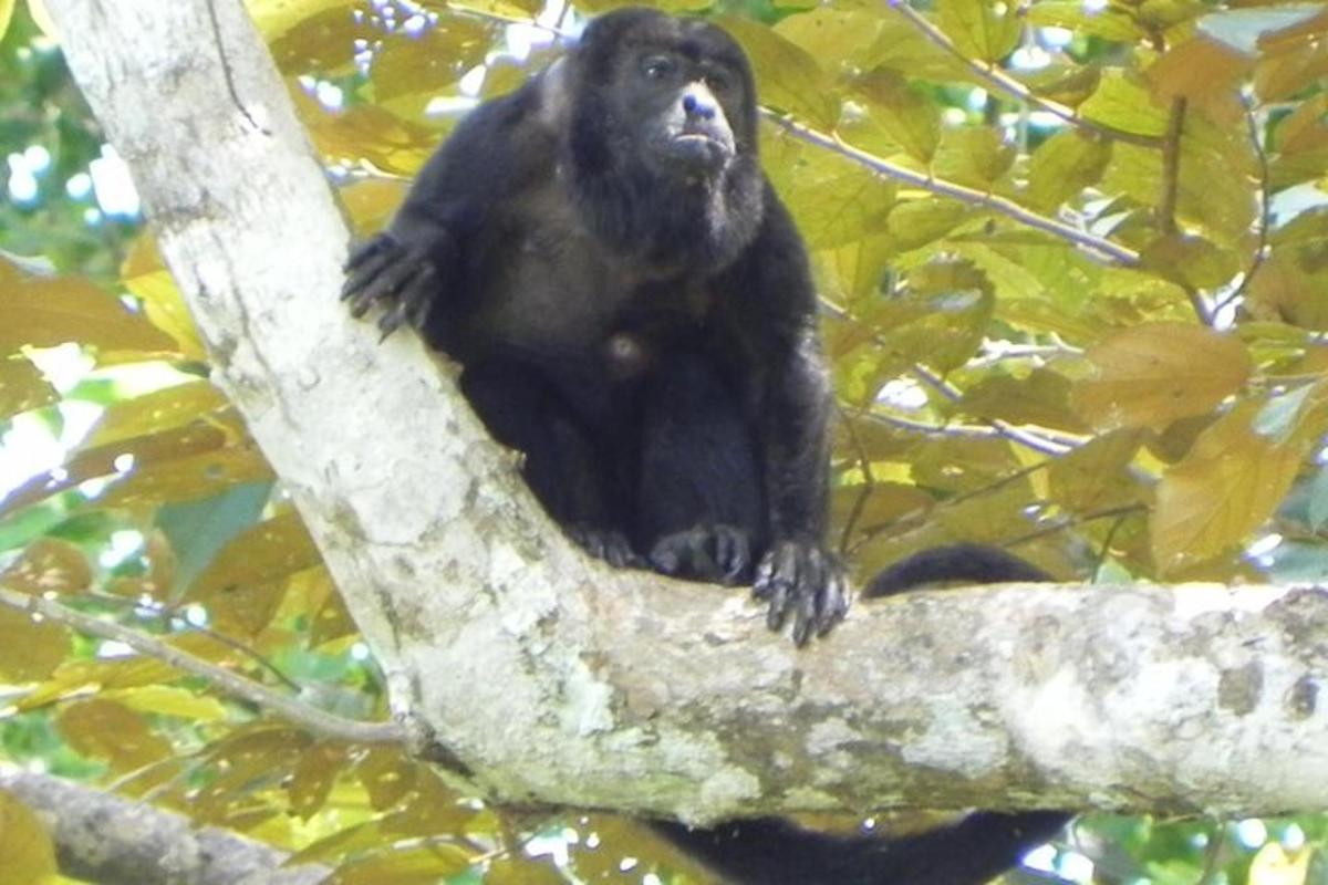 a black monkey sitting on a tree branch