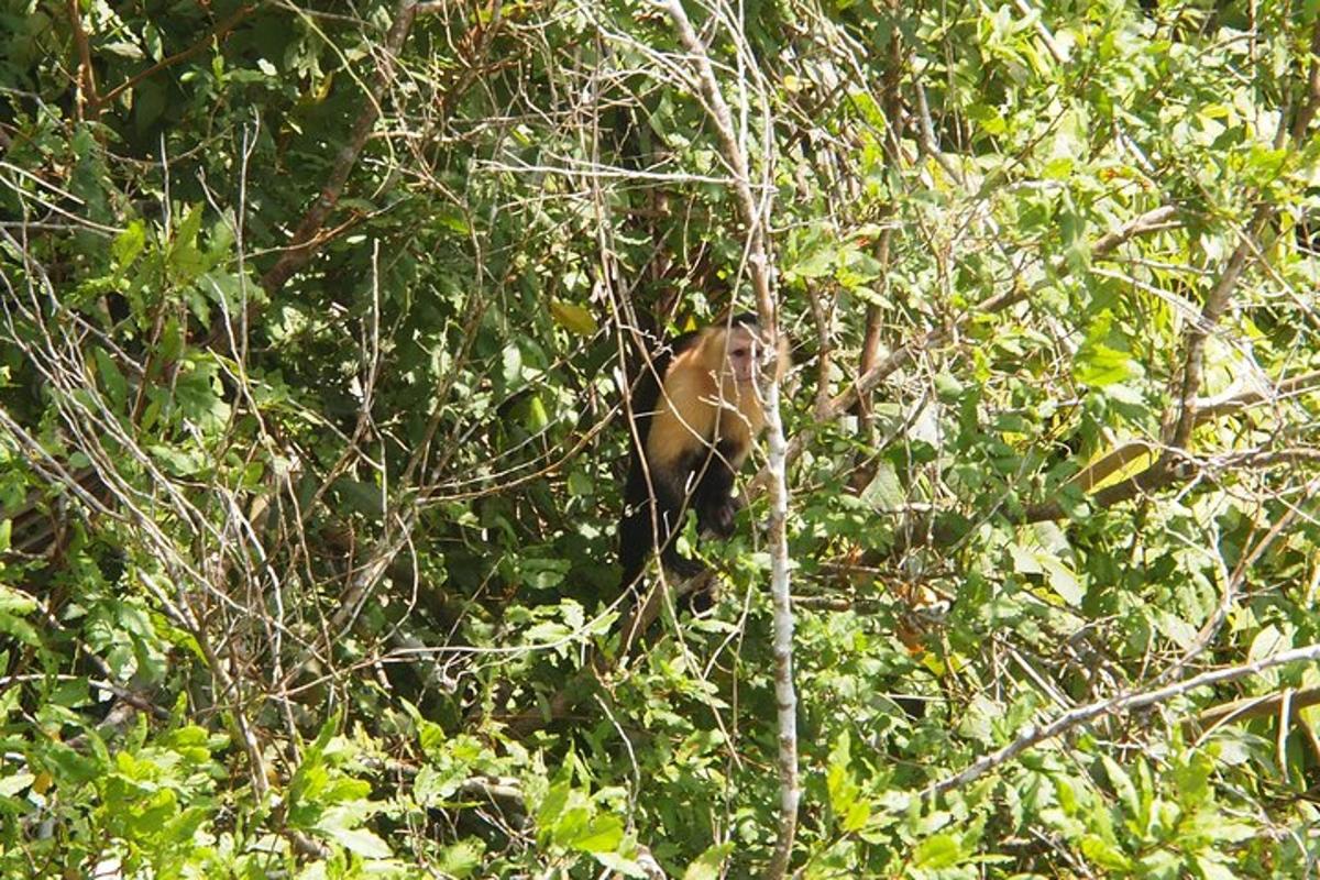 a monkey is sitting in a tree