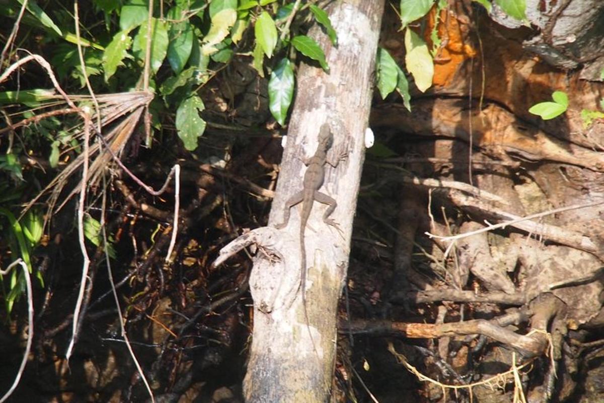 a tree with a face on the side of it