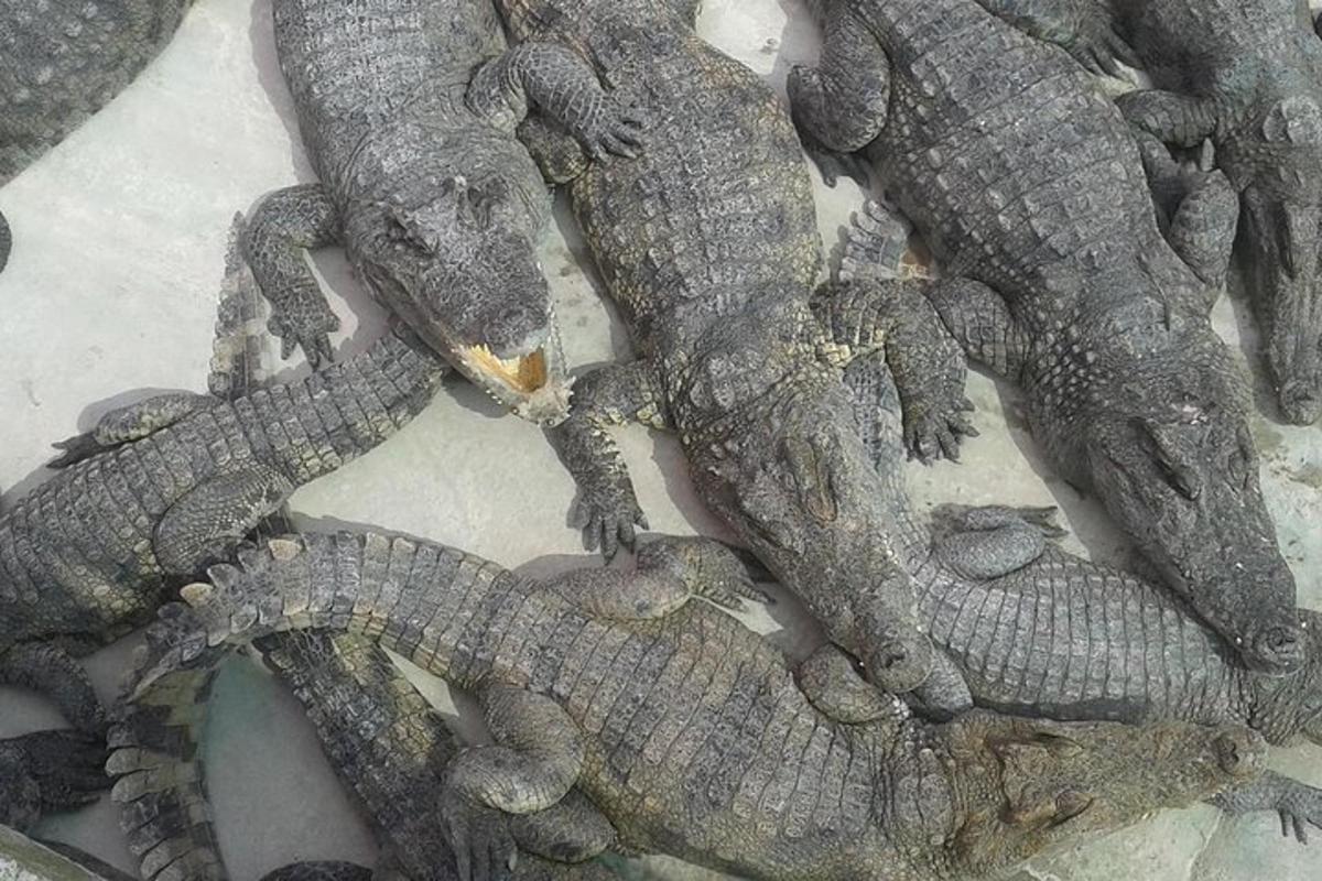 um grupo de crocodilos deitados um ao lado do outro