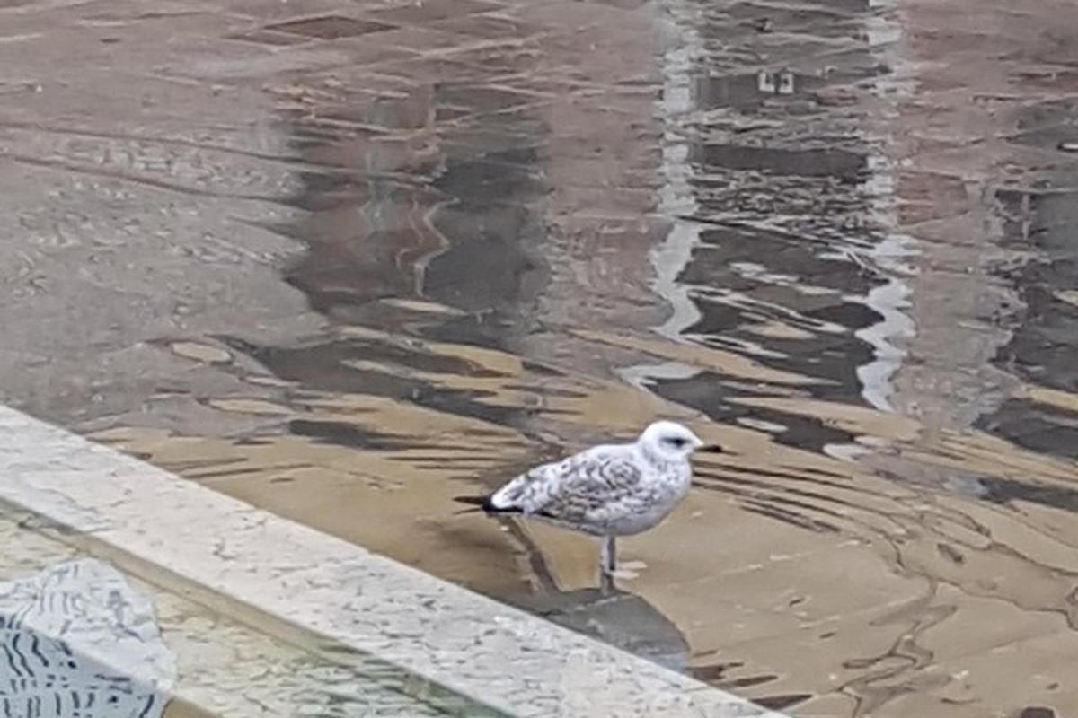 seekor burung camar berdiri di air dekat pantai