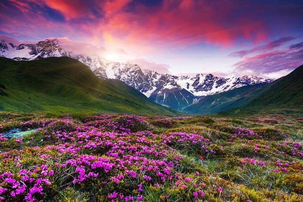 un camp de flors davant d'una muntanya