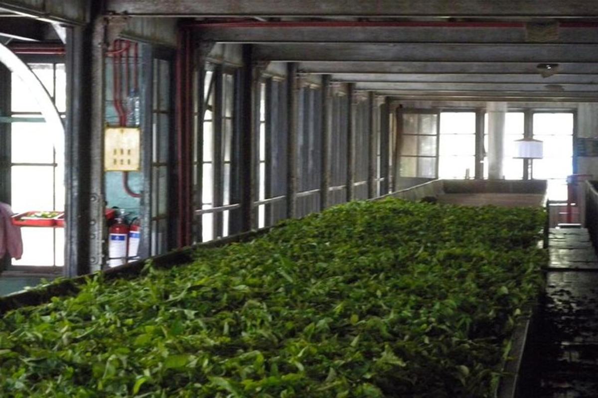 a large greenhouse filled with green plants