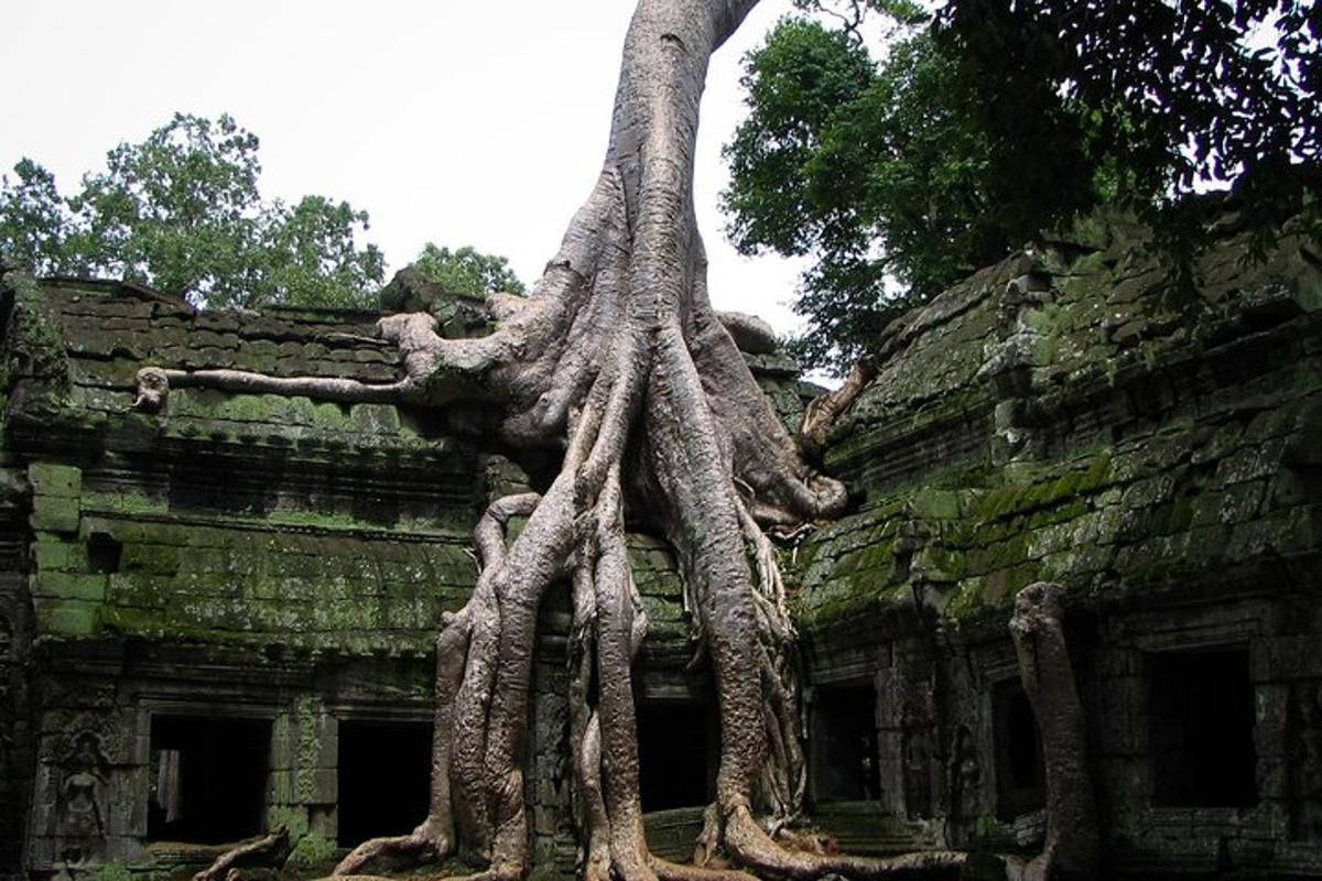 un albero che cresce sul lato di un edificio