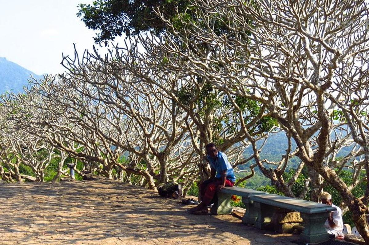 una persona seduta su una panchina davanti agli alberi