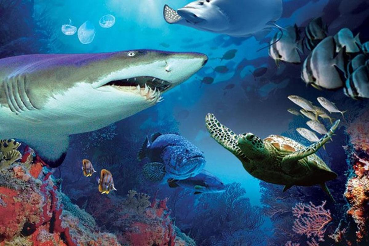 a shark and a turtle swimming in the ocean