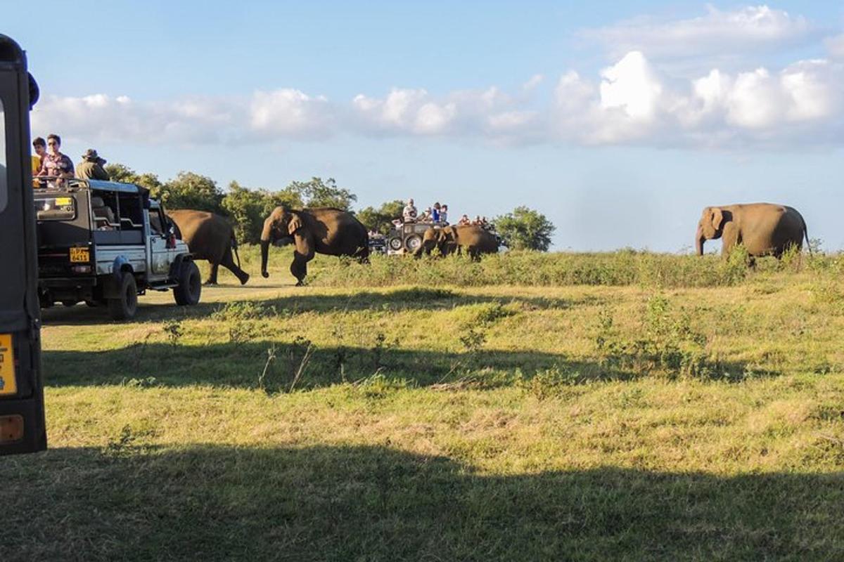 Un grupo de personas en un vehículo de safari observando elefantes.