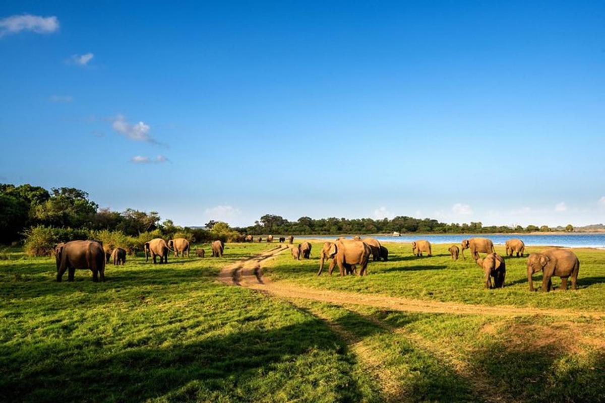 a herd of elephants grazing in a field near a body of water