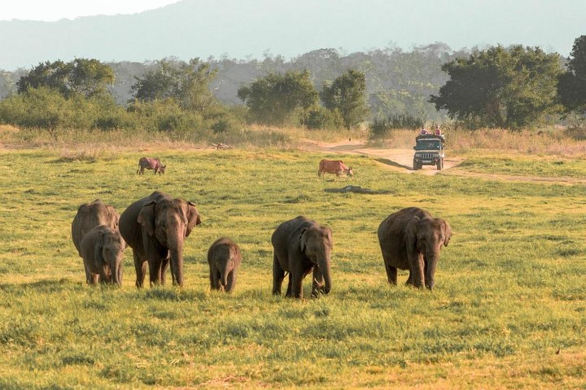 a herd of elephants grazing in a field with a truck