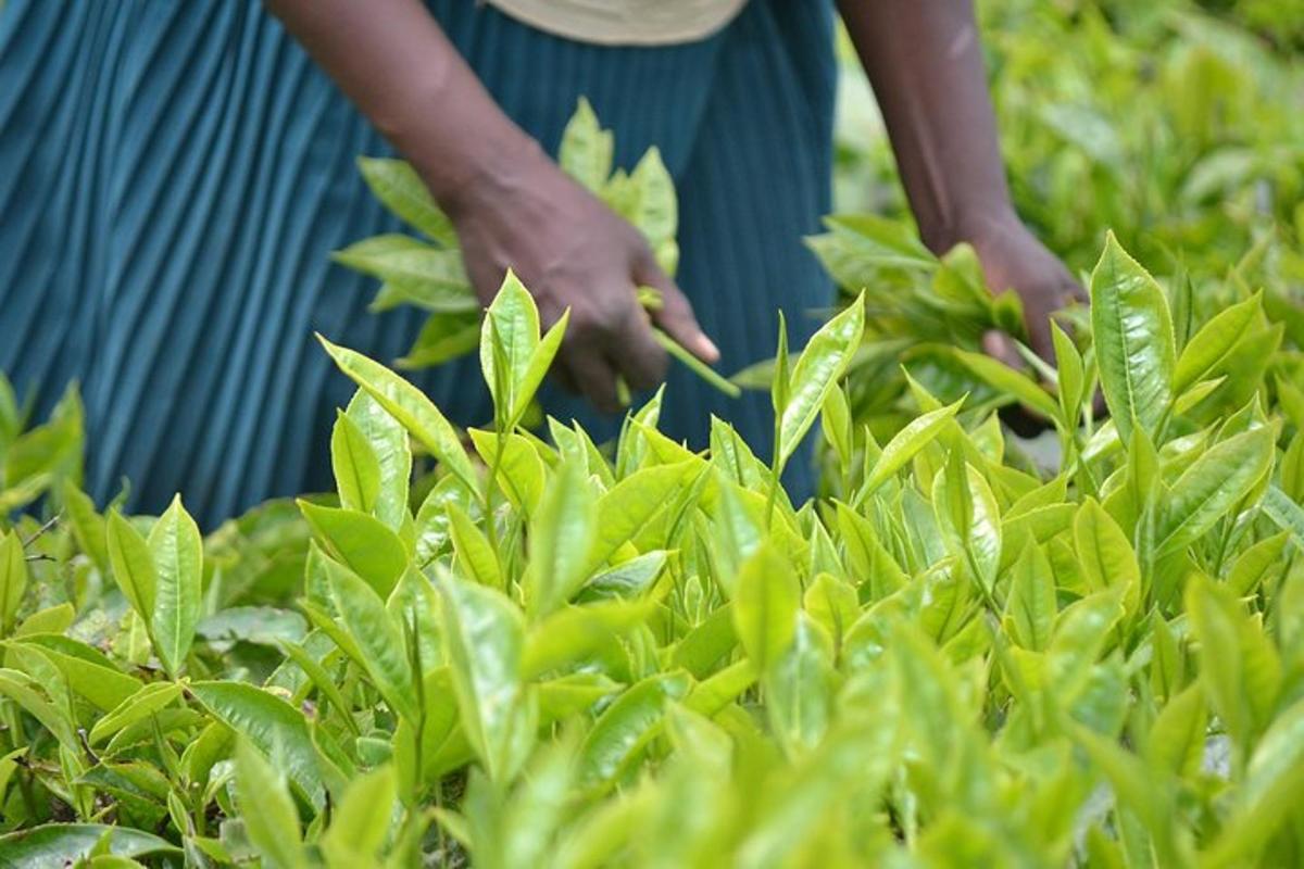 uma pessoa parada em um campo de plantas verdes