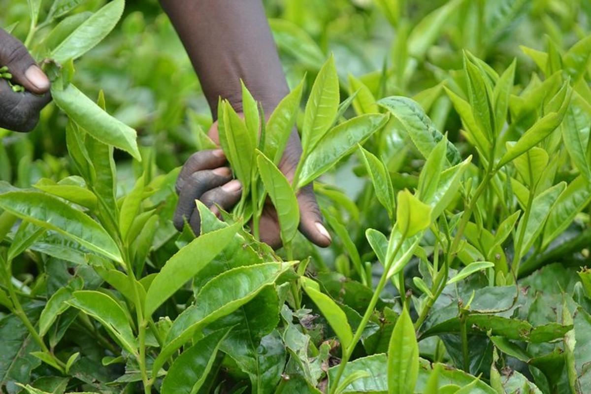uma pessoa colhendo folhas de uma planta verde