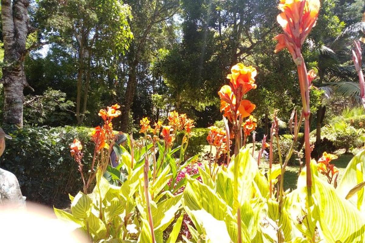 en hage med fargerike blomster i en park