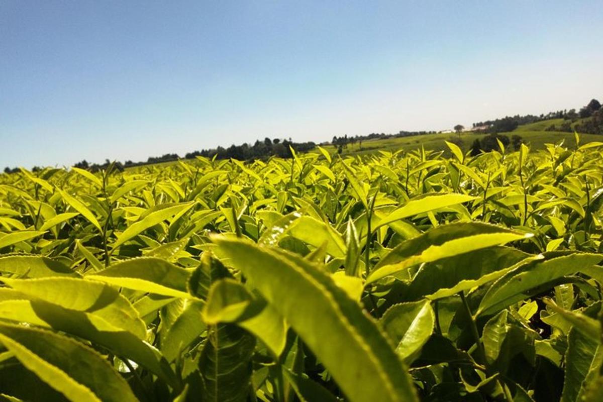 um campo de plantas verdes com o céu ao fundo