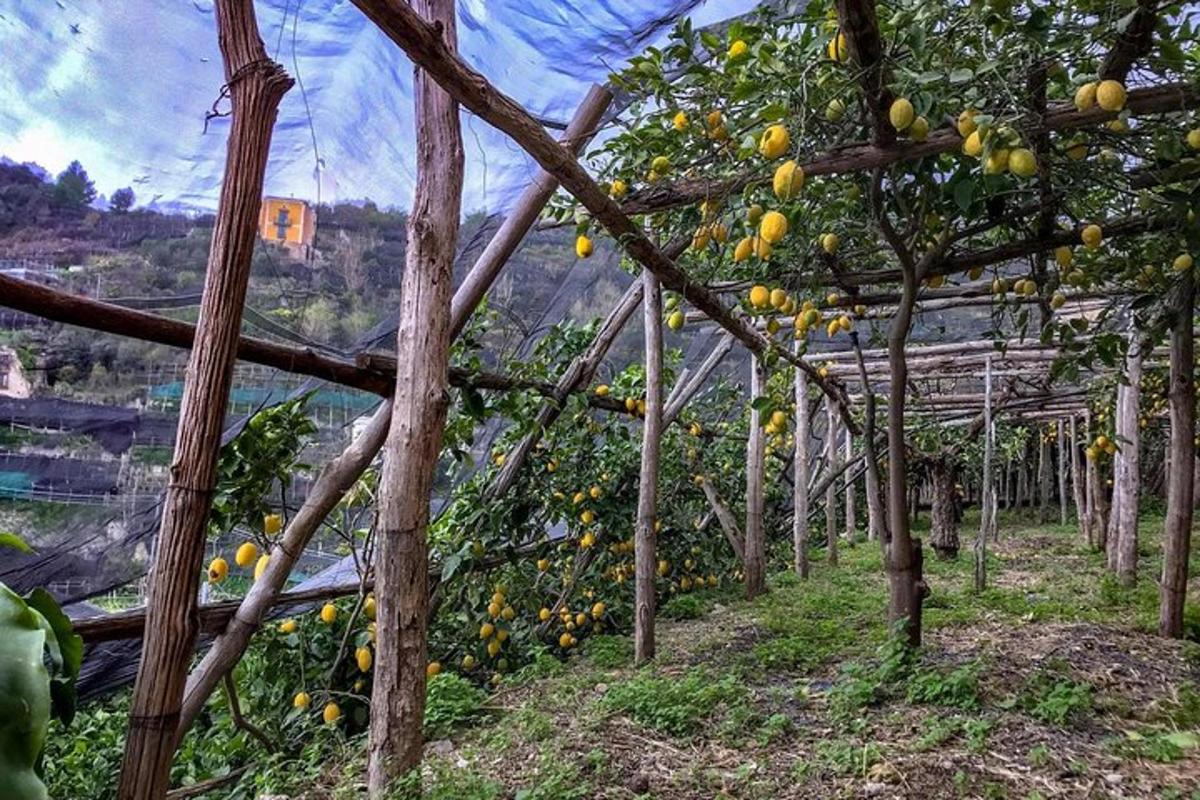 una serra piena di limoni sugli alberi