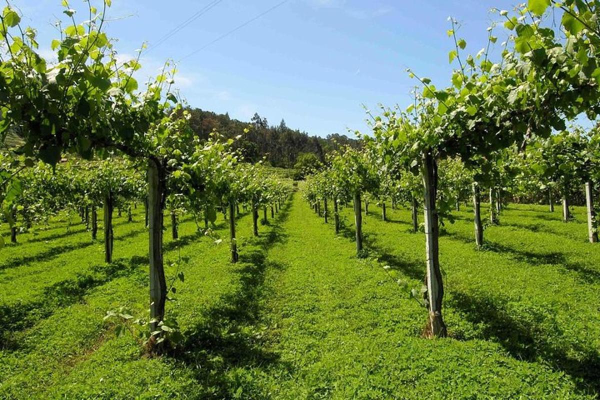 una hilera de manzanos en un campo