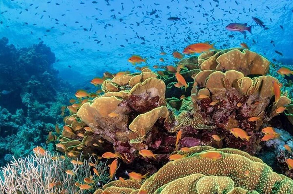 un recif de corali cu pești în ocean