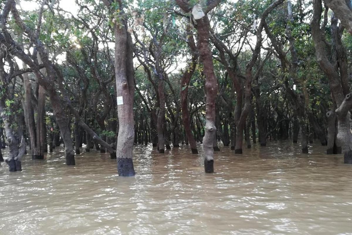затоплений ліс з деревами у воді