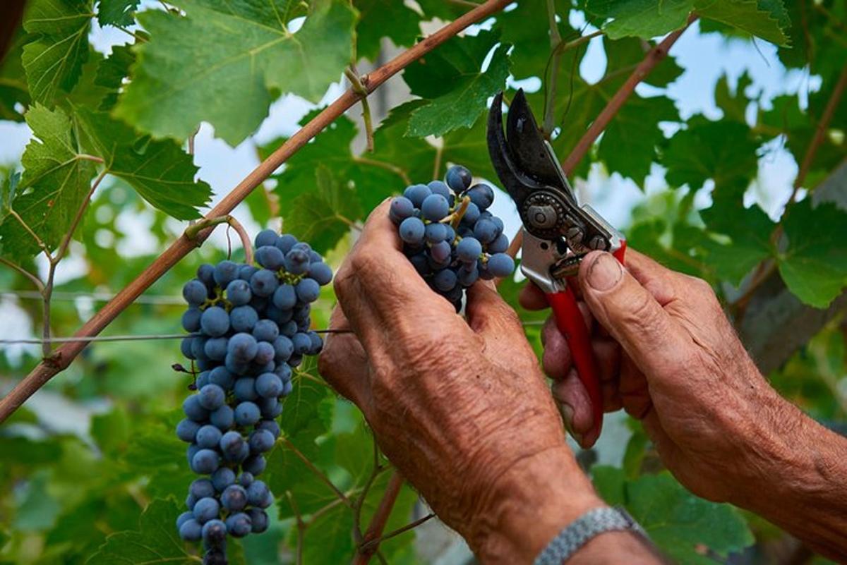 Una persona está cortando uvas con un par de tijeras.
