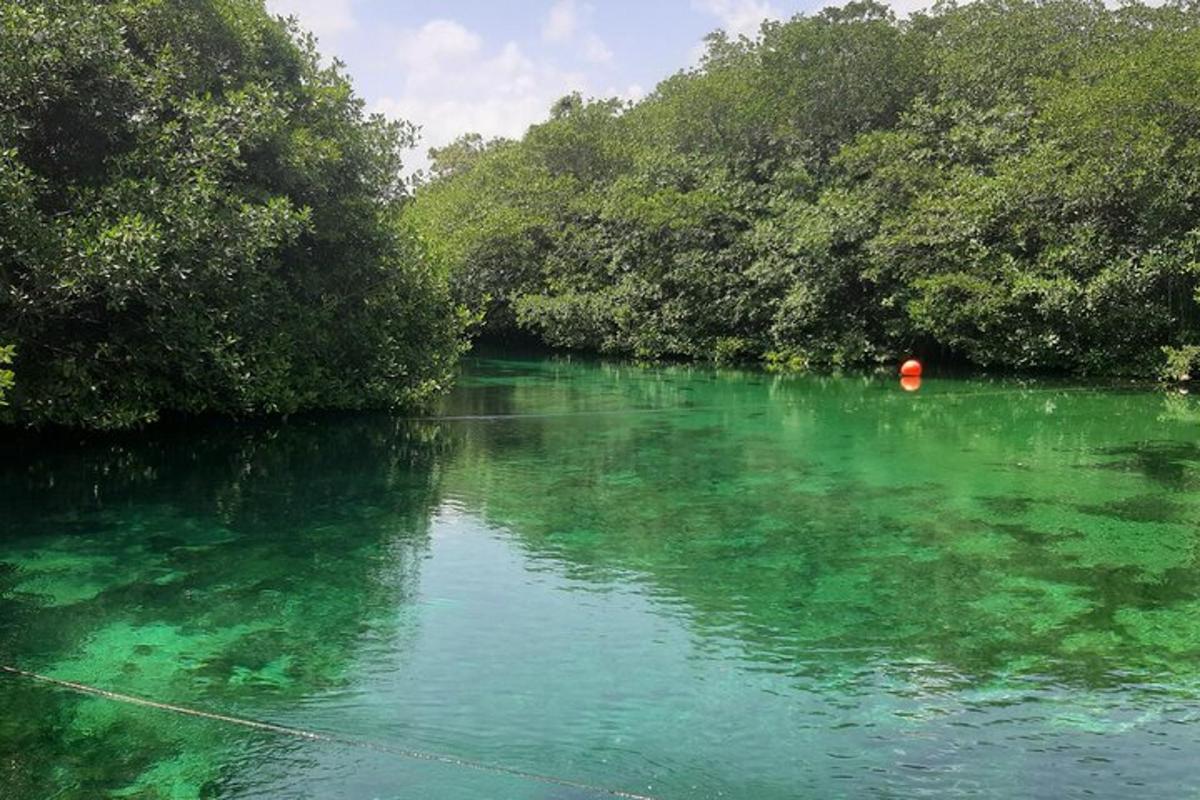 sungai dengan air hijau dan pokok di tepi