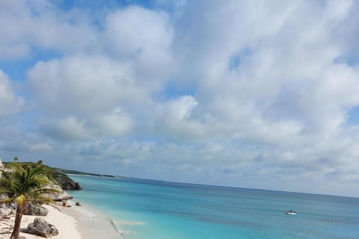 una playa con una palmera y el océano