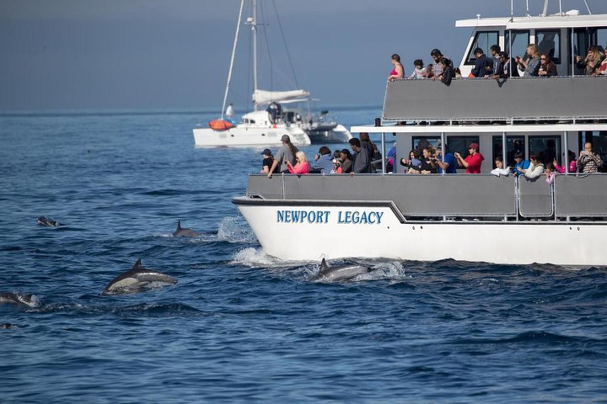 um grupo de golfinhos na água ao lado de um barco