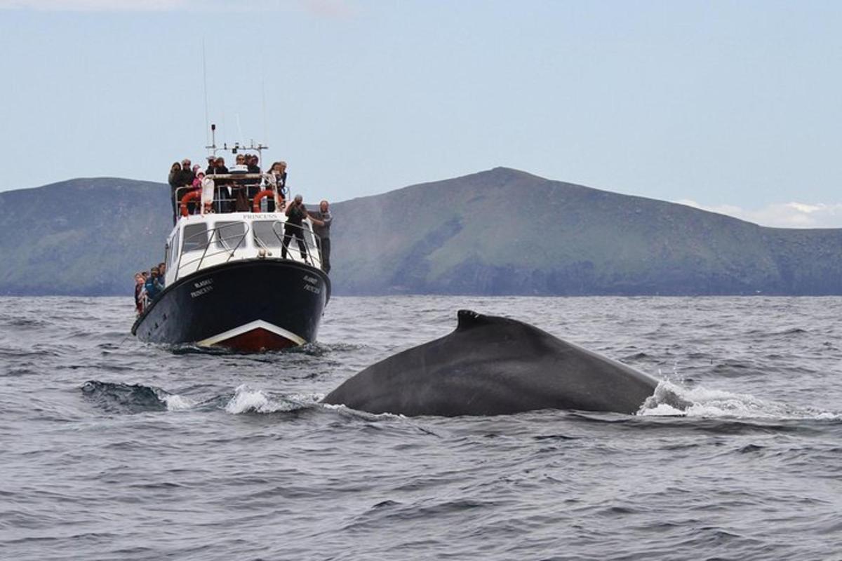 a humpback whale in the water next to a boat