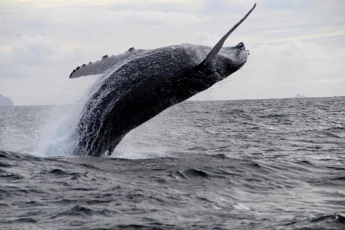 a humpback whale jumping out of the water