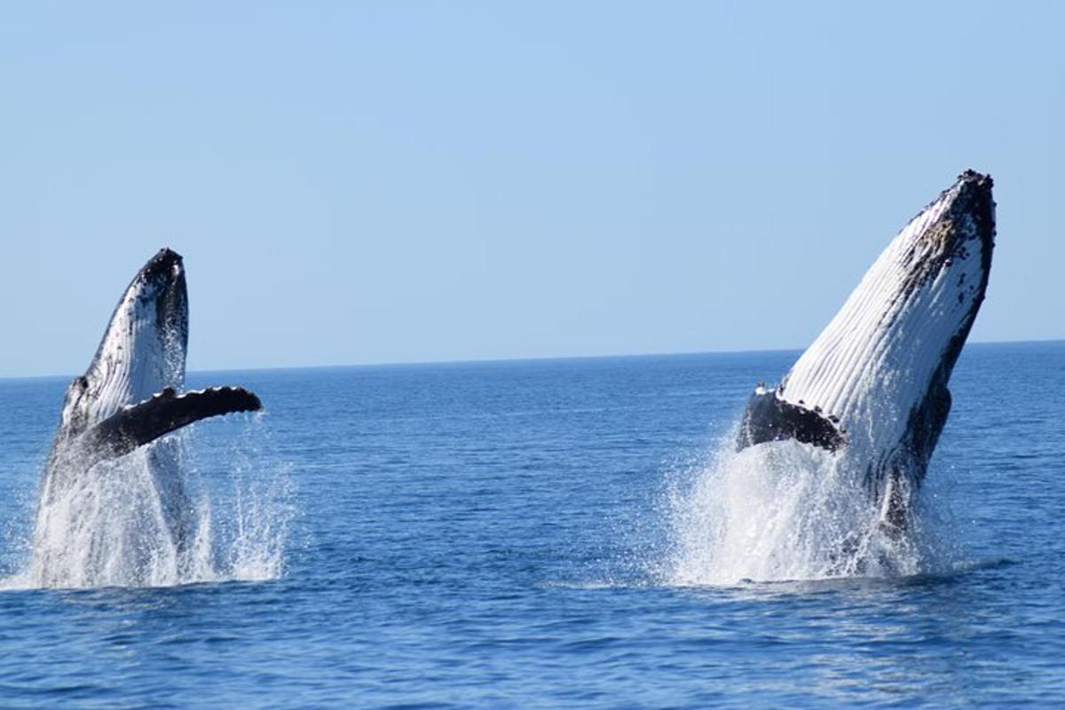 two dolphins in the water with their heads up