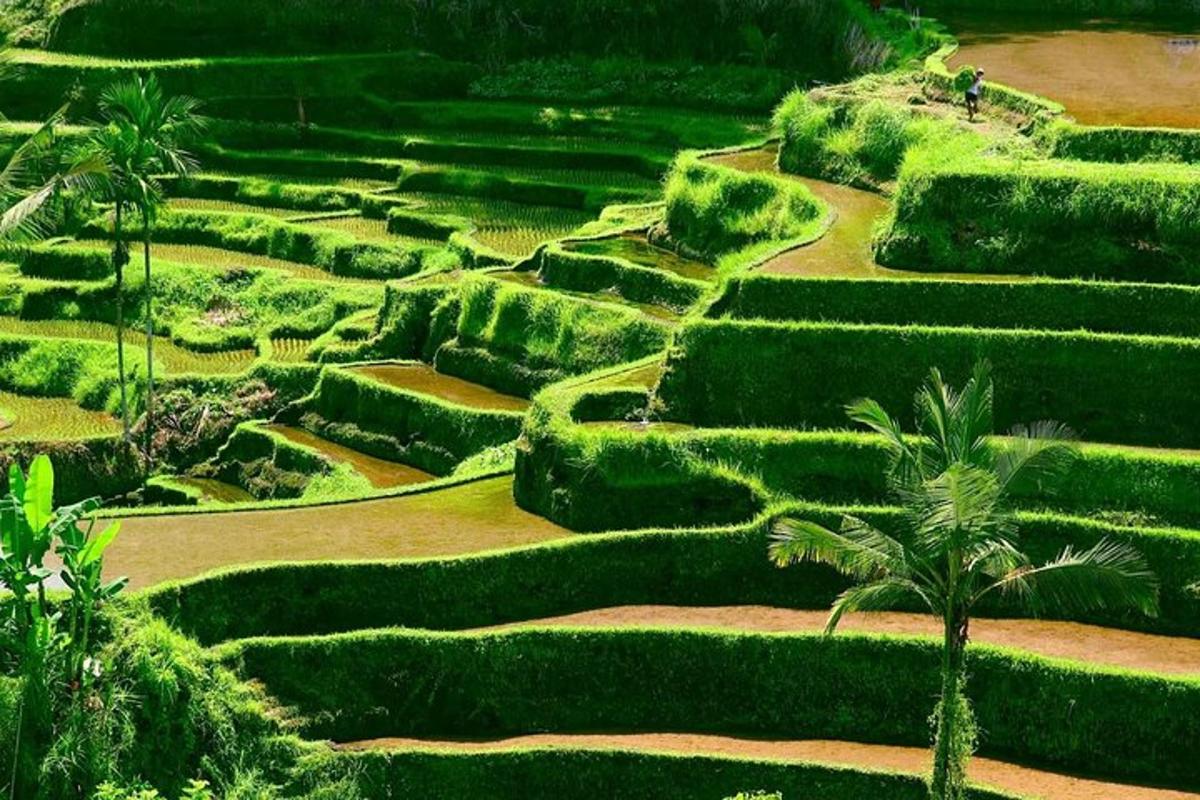 padang semak dengan pokok palma di tengah