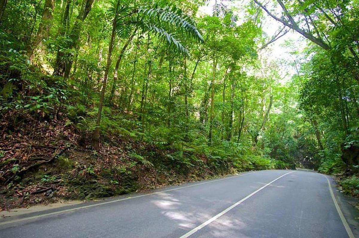 una carretera vacía en medio de un bosque