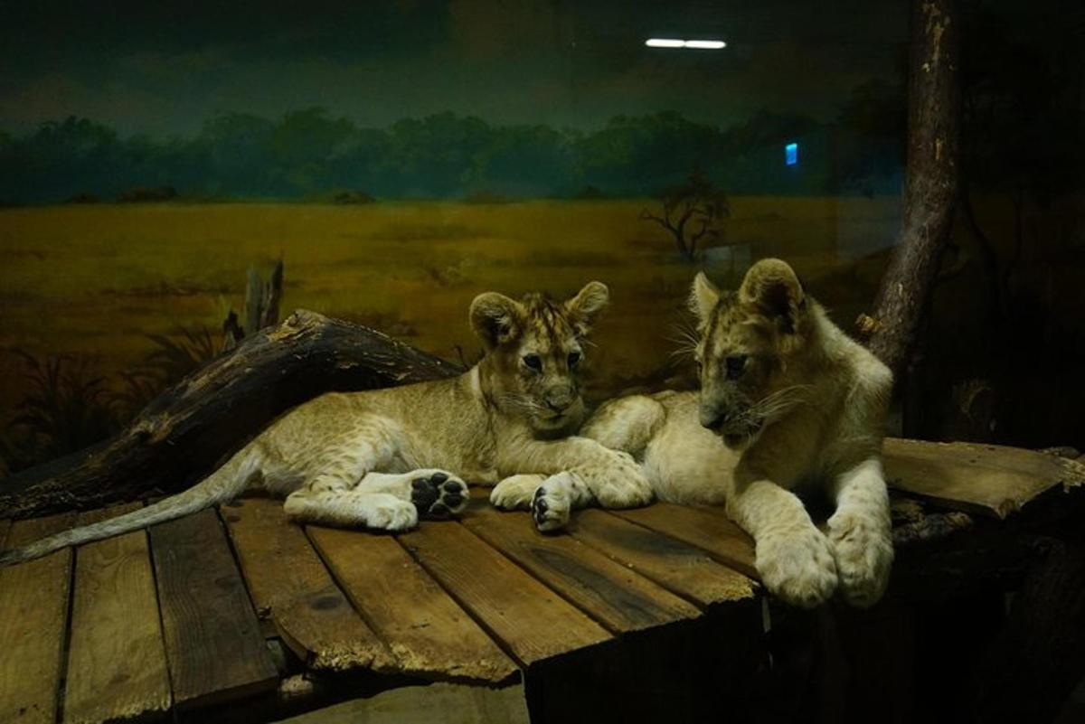 two lion cubs laying on a wooden table