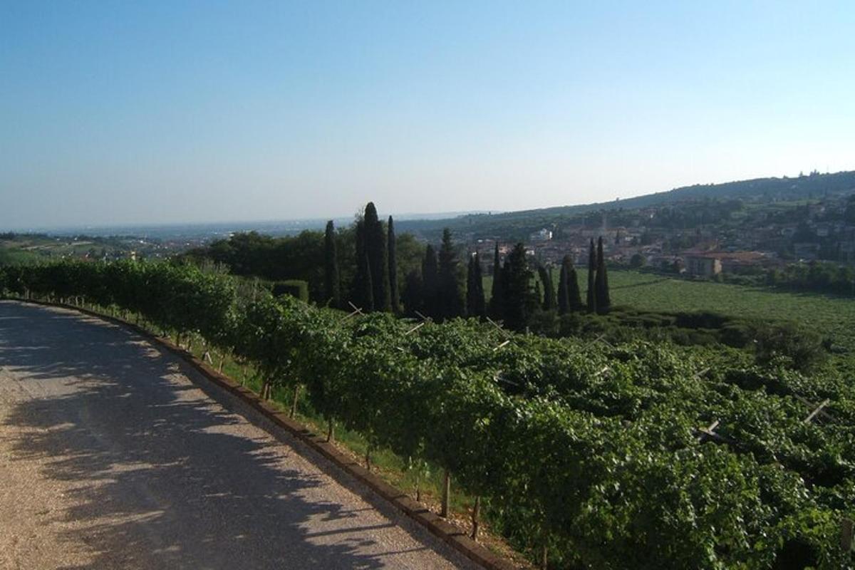 un vigneto con cipressi sul ciglio di una strada
